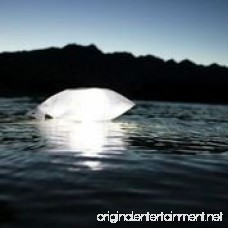 LuminAID PackLite 16 Inflatable Solar Light White 2 Count - B00UNM7EDQ